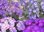 flieder Cineraria Blumengeschäft, Pericallis x hybrida Foto