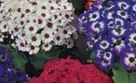 Foto Cineraria Del Florista descripción