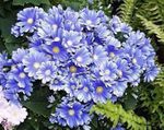 სურათი Florist ის Cineraria აღწერა