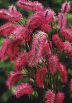 vineux les fleurs du jardin Pimprenelle, Sanguisorba Photo