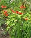 rojo Flores de jardín Crocosmia Foto