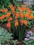 naranja Flores de jardín Crocosmia Foto