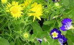 yellow Garden Flowers Sleepy Daisy, Xanthisma Photo