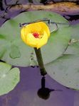 gelb Gartenblumen Südlichen Spatterdock, Gelb Teich Lilie, Gelbe Kuh Lilie, Nuphar Foto