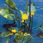 Photo Southern Spatterdock, Yellow Pond Lily, Yellow Cow Lily description