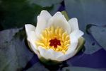 Water lily 