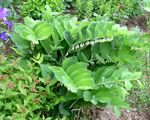 Smooth Solomon's Seal, Sealwort