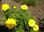 geel Tuin Bloemen Adonis Sibirica foto