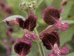 burgundy Garden Flowers Cuphea Photo