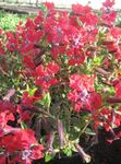 წითელი ბაღის ყვავილები Cuphea სურათი