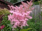 rose les fleurs du jardin La Reine Des Prés, Dropwort, Filipendula Photo