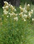 λευκό Λουλούδια κήπου Σπειραία, Dropwort, Filipendula φωτογραφία