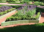 pourpre les fleurs du jardin Lavande, Lavandula Photo