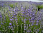 foto Lavanda descrizione