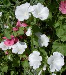 bianco I fiori da giardino Malva Annuale, Malva Rosa, Malva Reale, Malva Regale, Lavatera trimestris foto