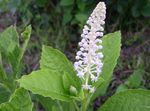 Foto Phytolacca Americana, Inkberry, Pidgeonberry descripción