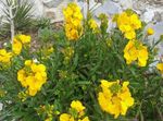 yellow Wallflower, Cheiranthus Photo