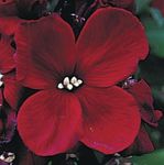 burgundy Wallflower, Cheiranthus Photo