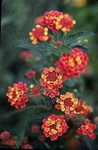 Foto Lantana apraksts