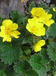żółty Ogrodowe Kwiaty Bloodroot, Potentilla zdjęcie