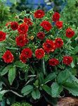 red Garden Flowers Cinquefoil, Potentilla Photo