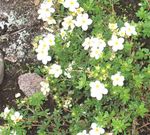 weiß Gartenblumen Fingerkraut, Potentilla Foto