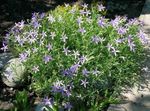 flieder Gartenblumen Laurentia, Isotoma Foto