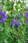 Twining Snapdragon, Creeping Gloxinia