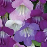 Photo Twining Snapdragon, Creeping Gloxinia description