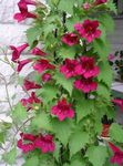 rouge les fleurs du jardin Twining Snapdragon, Gloxinia Rampante, Asarina Photo