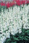 white Garden Flowers Garden Stock, Matthiola incana Photo