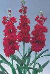 red Garden Flowers Garden Stock, Matthiola incana Photo