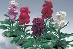 lilac Garden Flowers Garden Stock, Matthiola incana Photo