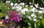 blanco Flores de jardín Venus Del Espejo ', Legousia speculum-veneris Foto