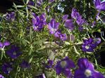 púrpura Flores de jardín Venus Del Espejo ', Legousia speculum-veneris Foto