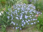 azzurro Lino Scarlatto, Lino Rosso, Lino Fioritura, Linum grandiflorum foto