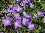 flieder Gartenblumen Linum Staude Foto