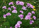 rosa Gartenblumen Linum Staude Foto