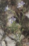 weiß Gartenblumen Linum Staude Foto