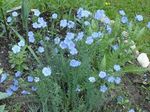 hellblau Gartenblumen Linum Staude Foto