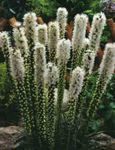 Gayfeather, Blazing Star, Button Snakeroot 