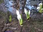 blanco Flores de jardín Amarillo Col De Mofeta, Lysichiton Foto