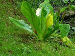 weiß Gartenblumen Gelb Stinktierkohlkopf, Lysichiton Foto