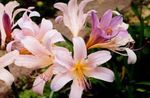 rosa Gartenblumen Spinnenlilie, Lilie Überraschung, Lycoris Foto