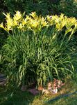 amarillo Flores de jardín Daylily, Hemerocallis Foto