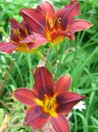 rojo Flores de jardín Daylily, Hemerocallis Foto