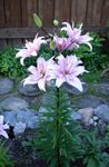 lilac Garden Flowers Lily The Asiatic Hybrids, Lilium Photo