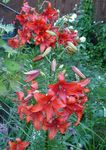 red Garden Flowers Lily The Asiatic Hybrids, Lilium Photo