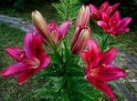 burgundy Garden Flowers Lily The Asiatic Hybrids, Lilium Photo