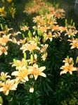 orange Garden Flowers Lily The Asiatic Hybrids, Lilium Photo